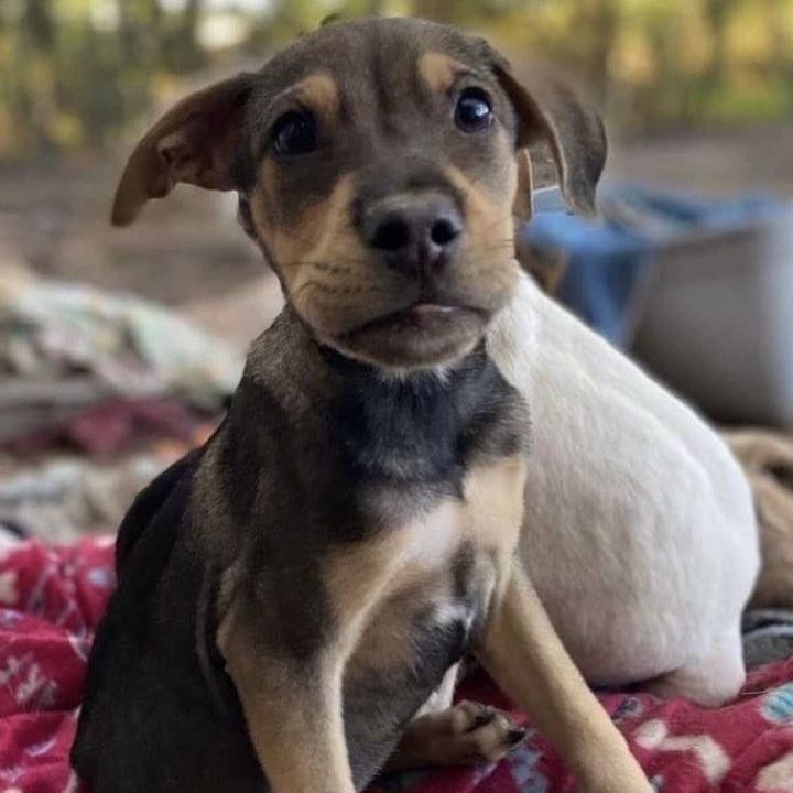 Dog for adoption Fred a Hound Boxer Mix in Chippewa Falls WI