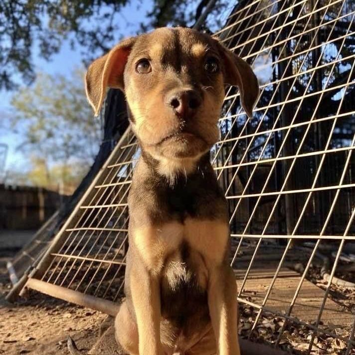 Dog for adoption Fred a Hound Boxer Mix in Chippewa Falls WI