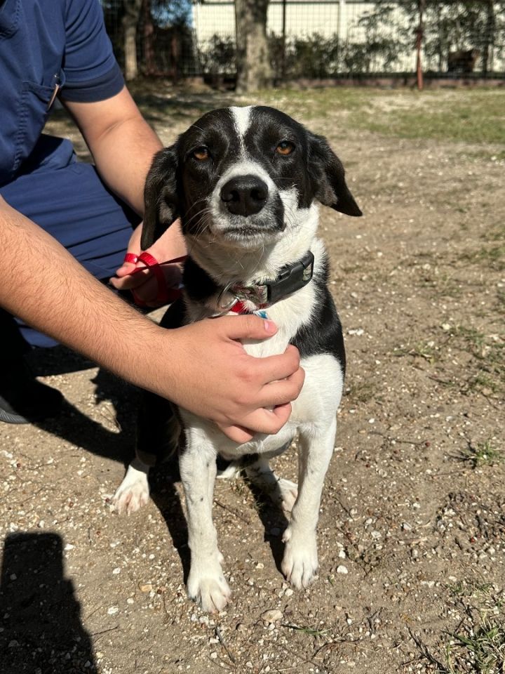 Beagle and hot sale collie mix