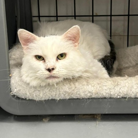 Sugar, an adoptable Domestic Medium Hair in Carroll, IA, 51401 | Photo Image 1