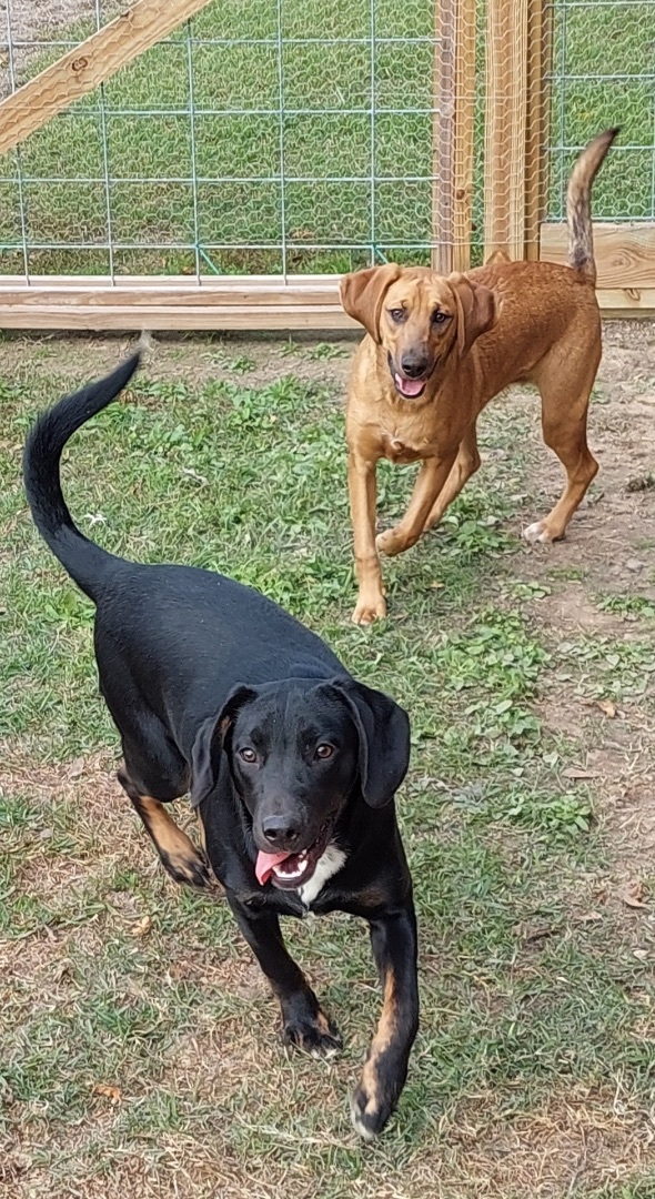 Redbone black hot sale lab mix