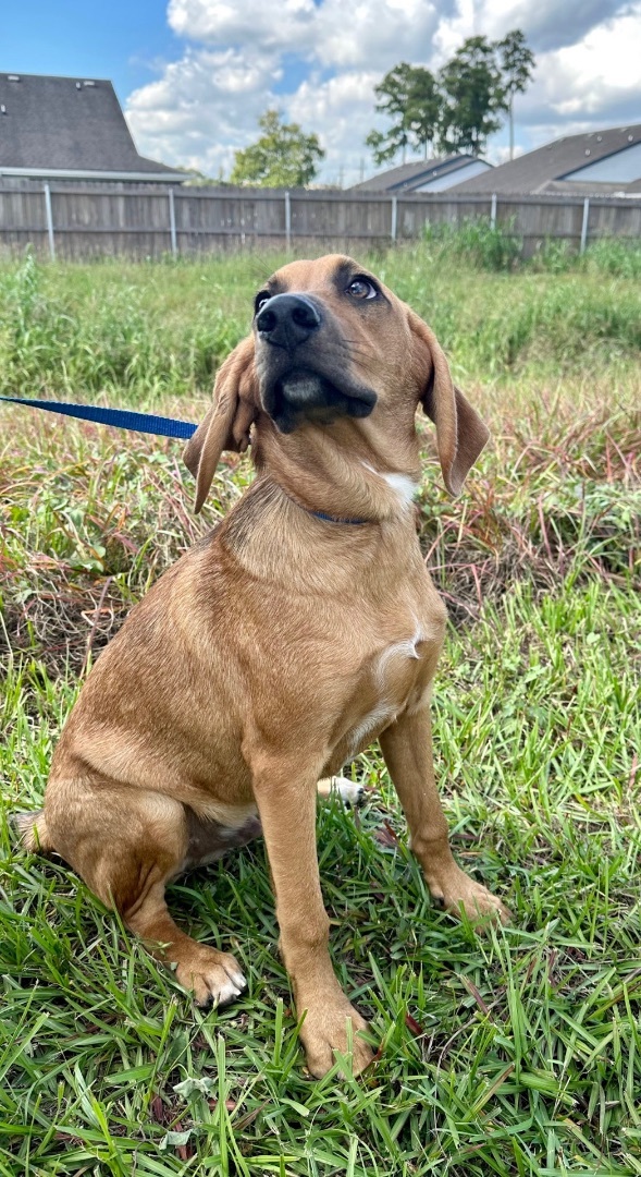 Redbone golden sales retriever mix