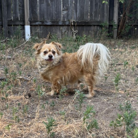 Tazz, an adoptable Chihuahua, Pekingese in Fort Collins, CO, 80526 | Photo Image 1