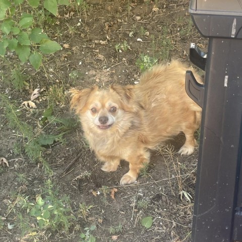 Tazz, an adoptable Chihuahua, Pekingese in Fort Collins, CO, 80526 | Photo Image 2