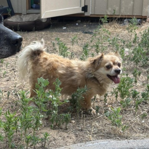 Tazz, an adoptable Chihuahua, Pekingese in Fort Collins, CO, 80526 | Photo Image 2