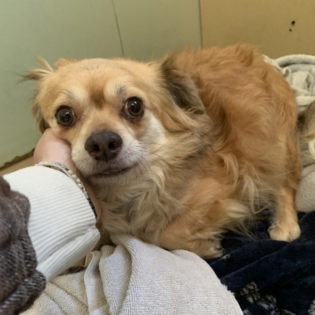 Tazz, an adoptable Chihuahua, Pekingese in Fort Collins, CO, 80526 | Photo Image 4