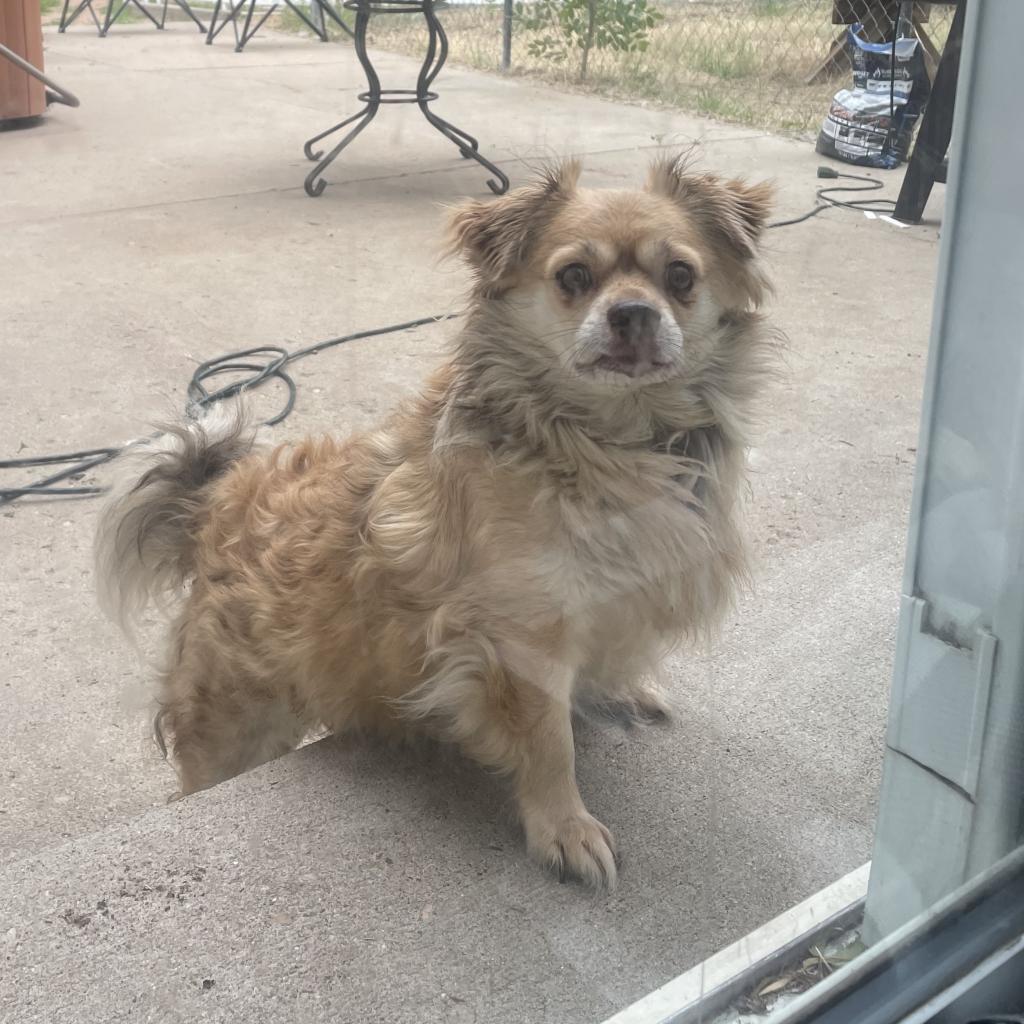 Tazz, an adoptable Chihuahua, Pekingese in Fort Collins, CO, 80526 | Photo Image 5