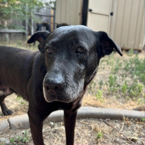 Kammie, an adoptable Black Labrador Retriever in Fort Collins, CO, 80526 | Photo Image 1