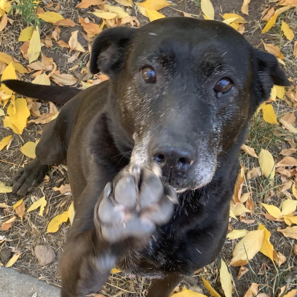 Kammie, an adoptable Black Labrador Retriever in Fort Collins, CO, 80526 | Photo Image 1