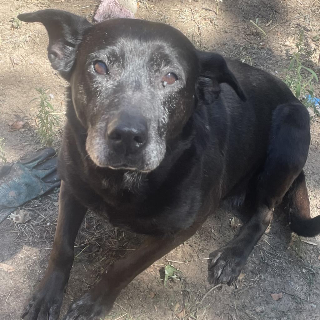 Kammie, an adoptable Black Labrador Retriever in Fort Collins, CO, 80526 | Photo Image 2