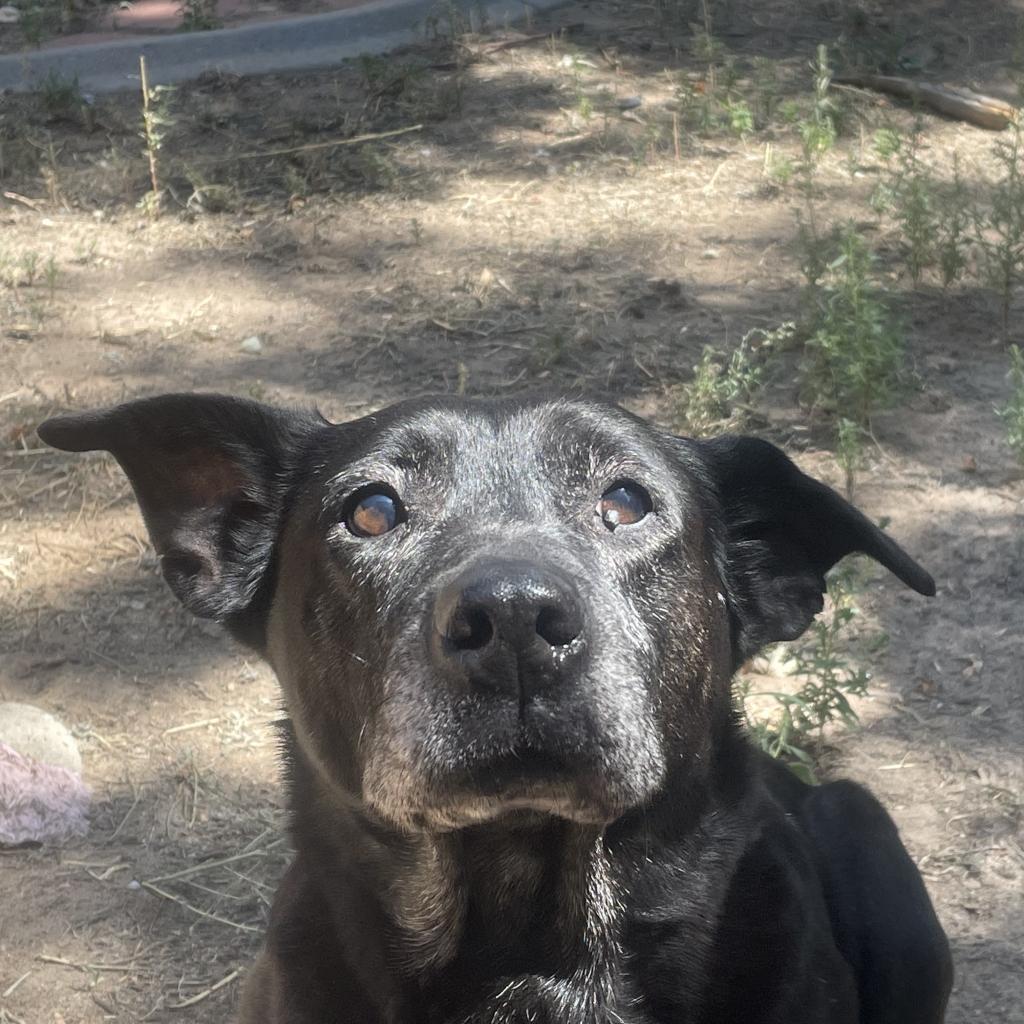 Kammie, an adoptable Black Labrador Retriever in Fort Collins, CO, 80526 | Photo Image 3