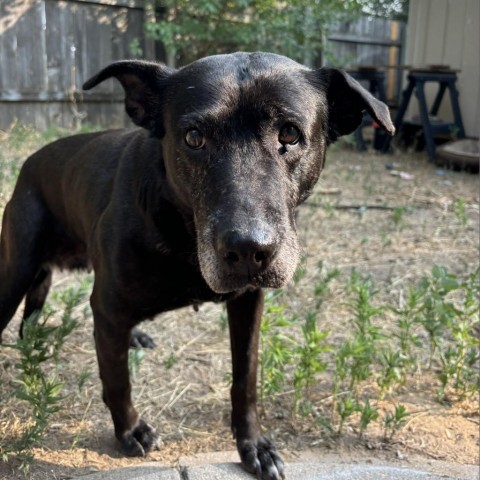 Kammie, an adoptable Black Labrador Retriever in Fort Collins, CO, 80526 | Photo Image 4