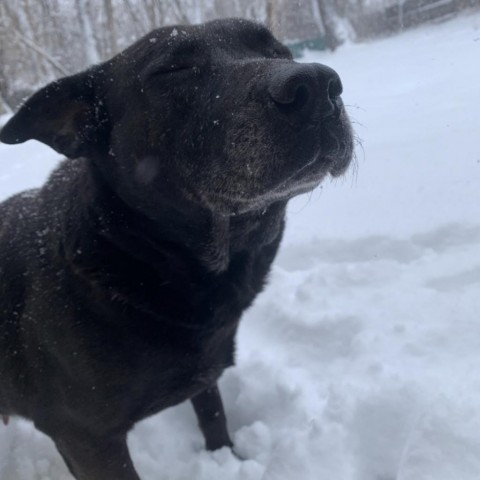 Kammie, an adoptable Black Labrador Retriever in Fort Collins, CO, 80526 | Photo Image 5