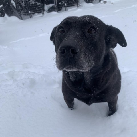 Kammie, an adoptable Black Labrador Retriever in Fort Collins, CO, 80526 | Photo Image 6