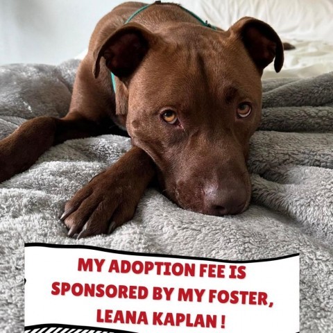 Waldo, an adoptable Chocolate Labrador Retriever, American Staffordshire Terrier in Fort Collins, CO, 80526 | Photo Image 1