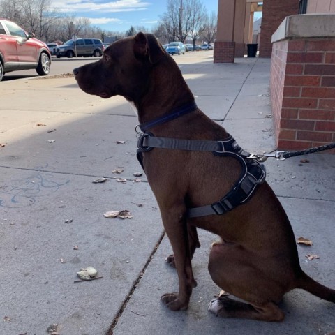 Waldo, an adoptable Chocolate Labrador Retriever, American Staffordshire Terrier in Fort Collins, CO, 80526 | Photo Image 2