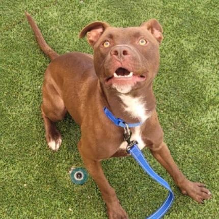 Waldo, an adoptable Chocolate Labrador Retriever, American Staffordshire Terrier in Fort Collins, CO, 80526 | Photo Image 2