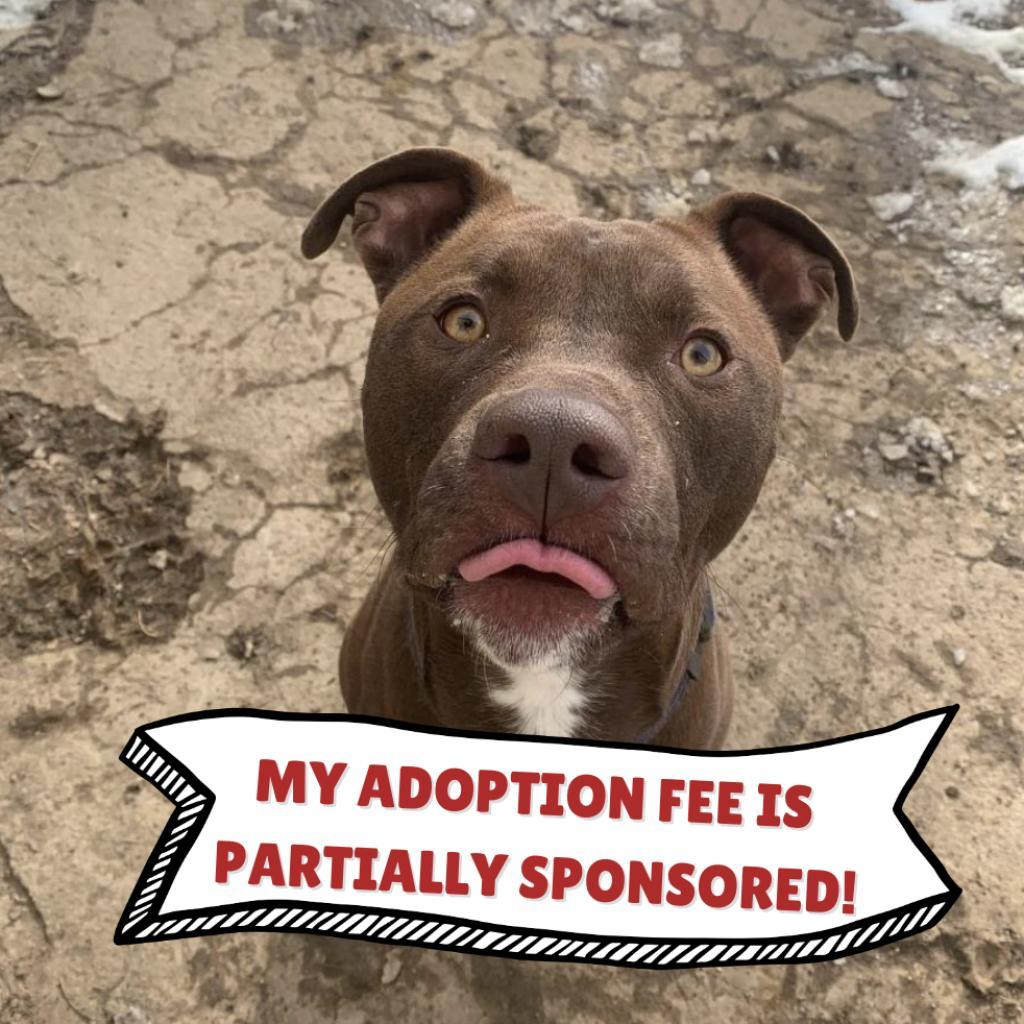 Waldo, an adoptable Chocolate Labrador Retriever, American Staffordshire Terrier in Fort Collins, CO, 80526 | Photo Image 2