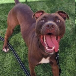 Waldo, an adoptable Chocolate Labrador Retriever, American Staffordshire Terrier in Fort Collins, CO, 80526 | Photo Image 3