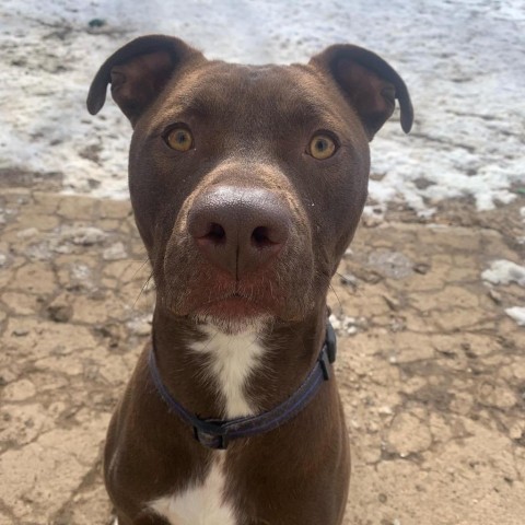 Waldo, an adoptable Chocolate Labrador Retriever, American Staffordshire Terrier in Fort Collins, CO, 80526 | Photo Image 3