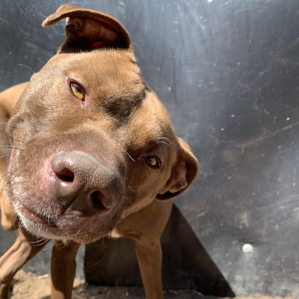 Waldo, an adoptable Chocolate Labrador Retriever, American Staffordshire Terrier in Fort Collins, CO, 80526 | Photo Image 3