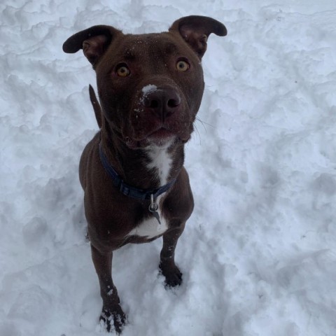 Waldo, an adoptable Chocolate Labrador Retriever, American Staffordshire Terrier in Fort Collins, CO, 80526 | Photo Image 4