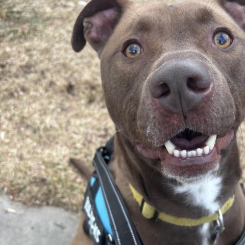 Waldo, an adoptable Chocolate Labrador Retriever, American Staffordshire Terrier in Fort Collins, CO, 80526 | Photo Image 5