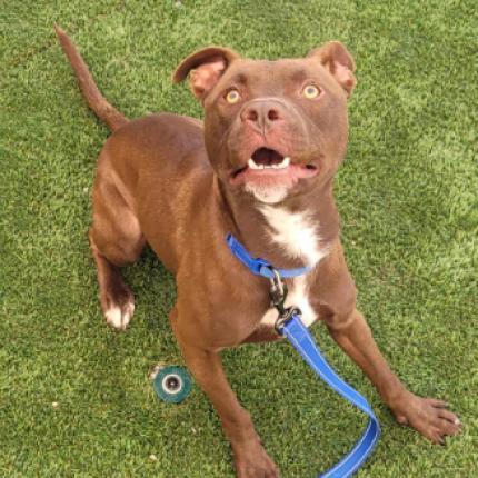 Waldo, an adoptable Chocolate Labrador Retriever, American Staffordshire Terrier in Fort Collins, CO, 80526 | Photo Image 5