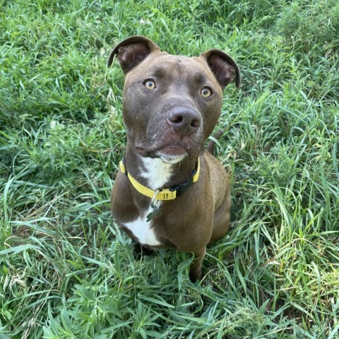 Dog for adoption Waldo a Chocolate Labrador Retriever