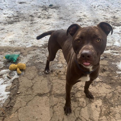 Waldo, an adoptable Chocolate Labrador Retriever, American Staffordshire Terrier in Fort Collins, CO, 80526 | Photo Image 6