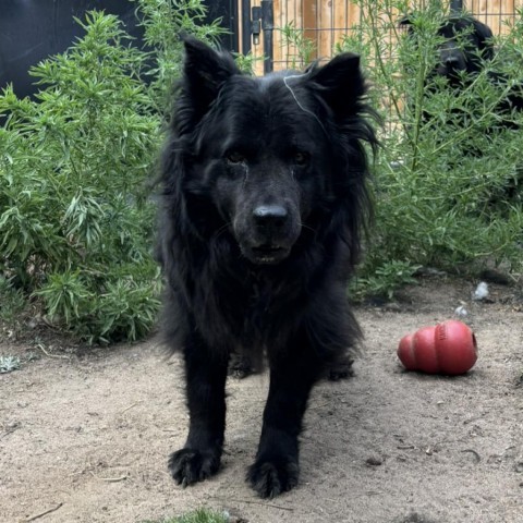 Rosie, an adoptable Chow Chow, Mixed Breed in Fort Collins, CO, 80526 | Photo Image 1