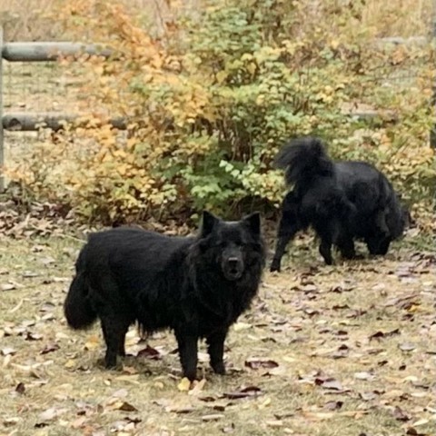 Rosie, an adoptable Chow Chow, Mixed Breed in Fort Collins, CO, 80526 | Photo Image 2