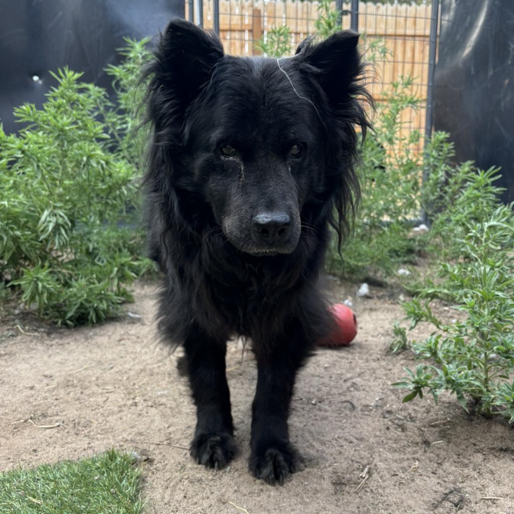 Rosie, an adoptable Chow Chow, Mixed Breed in Fort Collins, CO, 80526 | Photo Image 2