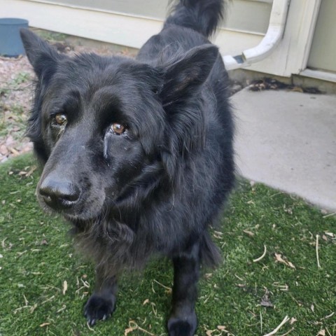 Rosie, an adoptable Chow Chow, Mixed Breed in Fort Collins, CO, 80526 | Photo Image 3