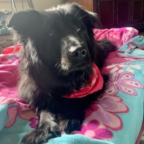 Rosie, an adoptable Chow Chow, Mixed Breed in Fort Collins, CO, 80526 | Photo Image 3