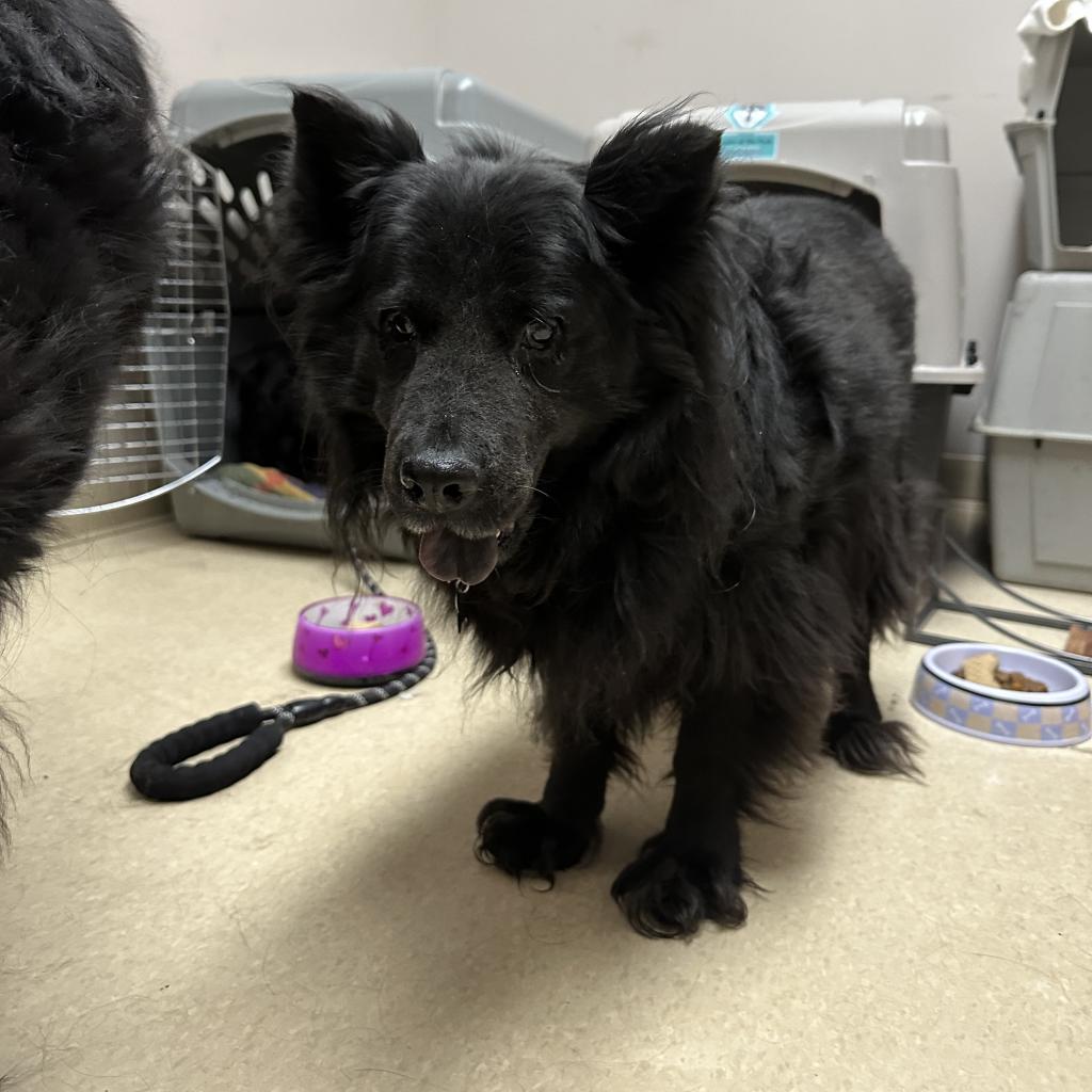 Rosie, an adoptable Chow Chow, Mixed Breed in Fort Collins, CO, 80526 | Photo Image 3