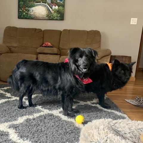 Rosie, an adoptable Chow Chow, Mixed Breed in Fort Collins, CO, 80526 | Photo Image 4