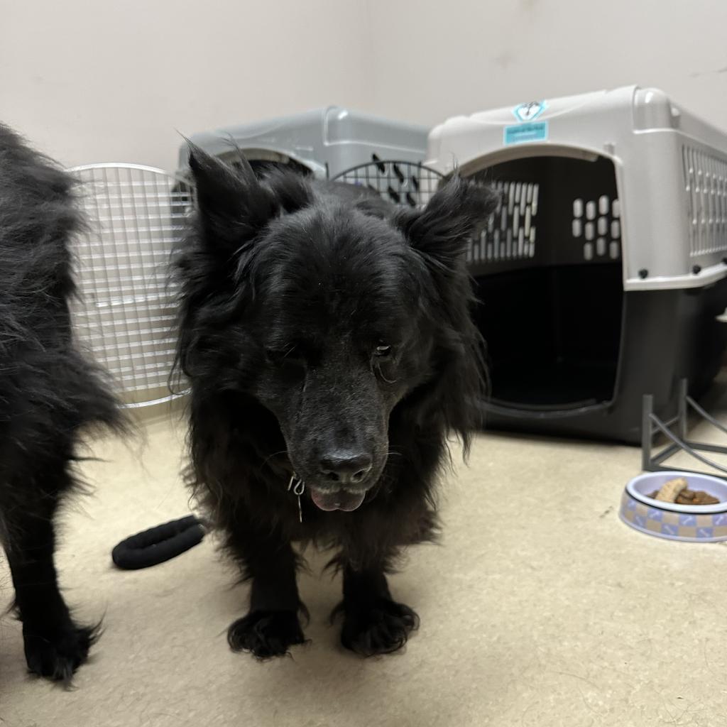 Rosie, an adoptable Chow Chow, Mixed Breed in Fort Collins, CO, 80526 | Photo Image 4