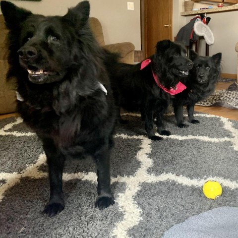 Rosie, an adoptable Chow Chow, Mixed Breed in Fort Collins, CO, 80526 | Photo Image 5