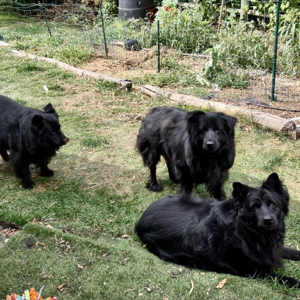 Rosie, an adoptable Chow Chow, Mixed Breed in Fort Collins, CO, 80526 | Photo Image 5