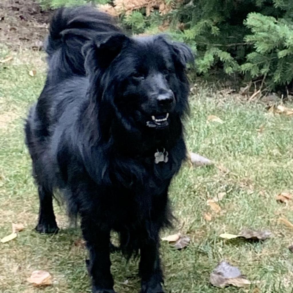 Rosie, an adoptable Chow Chow, Mixed Breed in Fort Collins, CO, 80526 | Photo Image 6