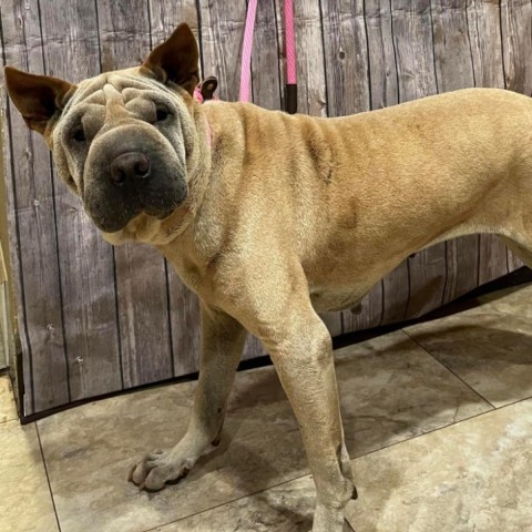 Lumpy Space Princess, an adoptable Shar-Pei, Mixed Breed in Fort Collins, CO, 80526 | Photo Image 2