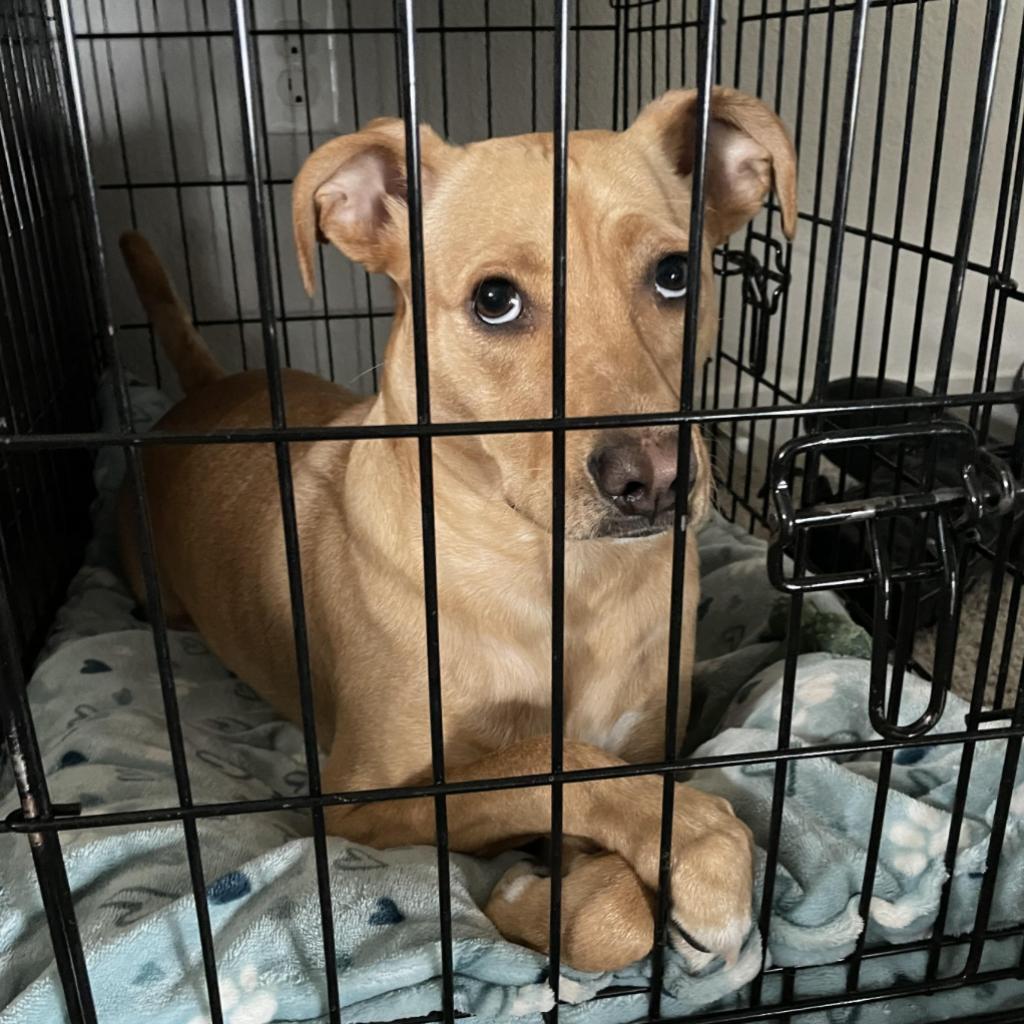 Rainuh, an adoptable Vizsla, Mixed Breed in Fort Collins, CO, 80526 | Photo Image 1