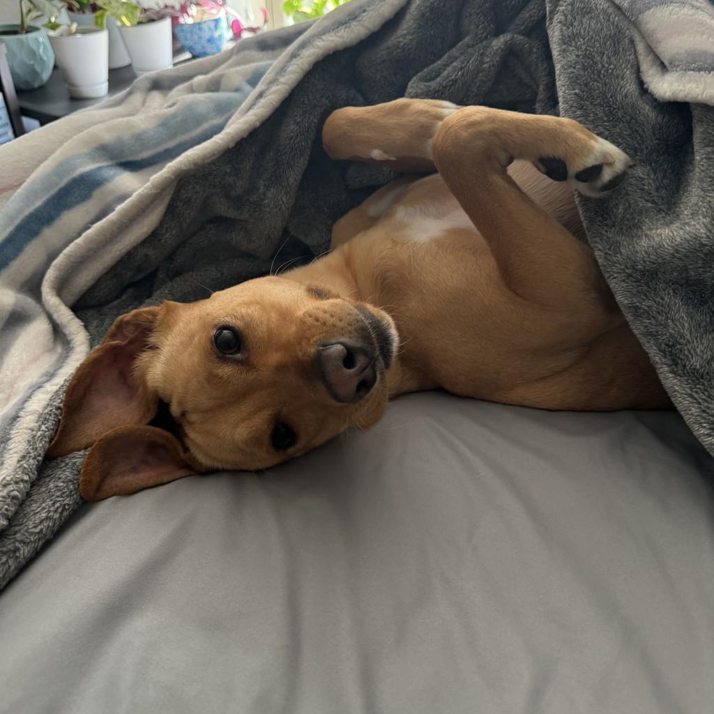 Rainuh, an adoptable Vizsla, Mixed Breed in Fort Collins, CO, 80526 | Photo Image 2