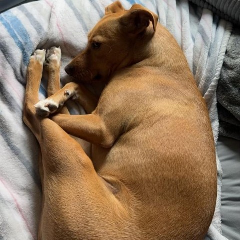 Rainuh, an adoptable Vizsla, Mixed Breed in Fort Collins, CO, 80526 | Photo Image 3