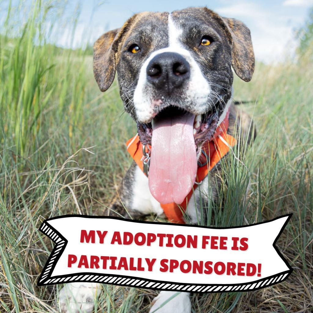 Clinton, an adoptable Labrador Retriever, Mixed Breed in Fort Collins, CO, 80526 | Photo Image 1