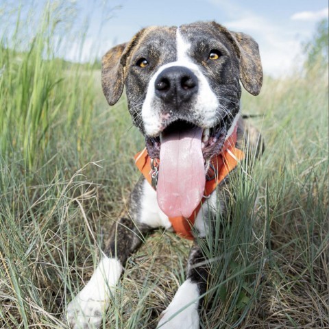 Clinton, an adoptable Labrador Retriever, Mixed Breed in Fort Collins, CO, 80526 | Photo Image 2