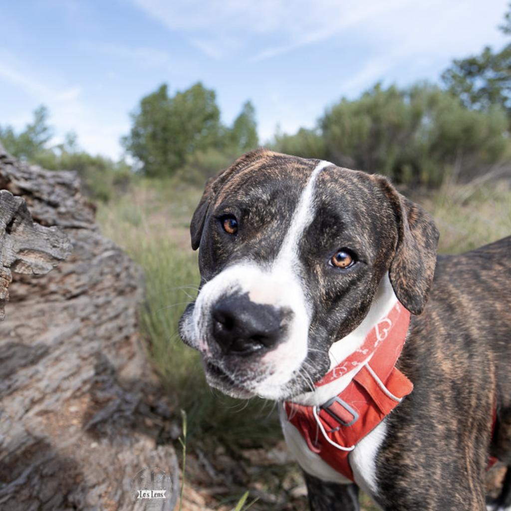 Clinton, an adoptable Labrador Retriever, Mixed Breed in Fort Collins, CO, 80526 | Photo Image 3