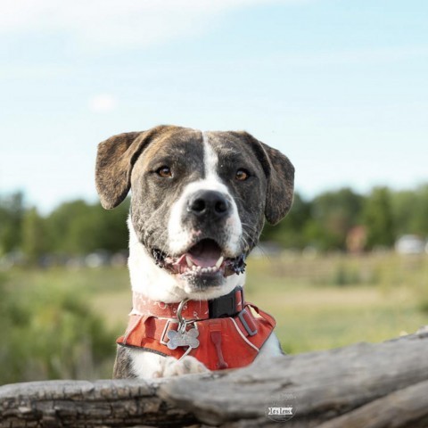 Clinton, an adoptable Labrador Retriever, Mixed Breed in Fort Collins, CO, 80526 | Photo Image 4