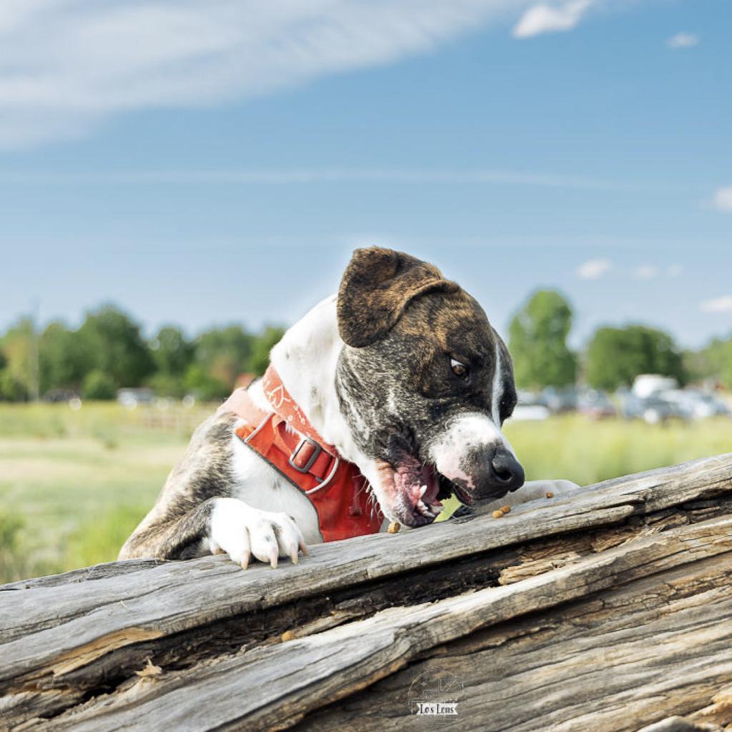 Clinton, an adoptable Labrador Retriever, Mixed Breed in Fort Collins, CO, 80526 | Photo Image 4